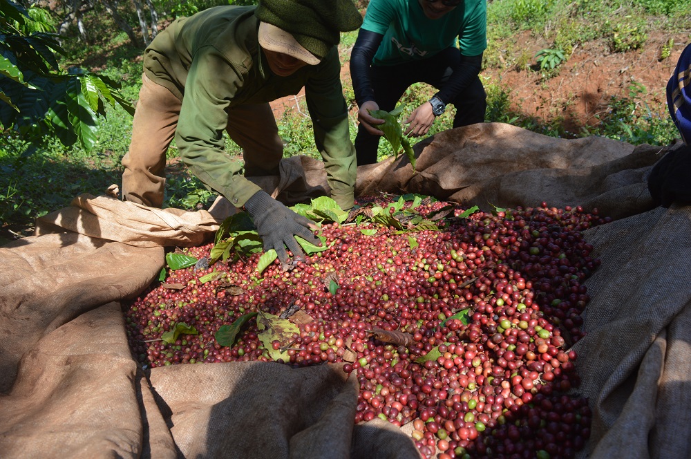 Cà phê Đăk Nông