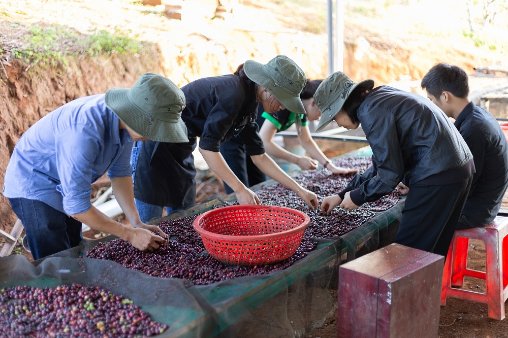 Cà phê sạch từ nông trại
